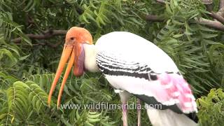 Painted storks make their homes on a tree [upl. by Zug658]