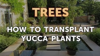 How to Transplant Yucca Plants [upl. by Yellhsa]