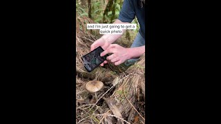 Hot Mushroom Field ID Tip [upl. by Ruelle622]