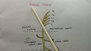 RADIAL NERVE l Anatomy l Tamil l origin  course branch I [upl. by Arelus]