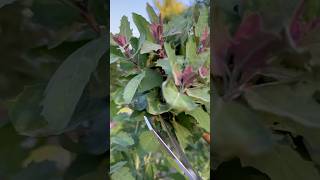 Lambs Quarters Goosefoot The FORGOTTEN Superfood You Must Try – Chenopodium Album Magic garden [upl. by Eerahs]