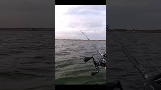 FISH ON Fish Monster blows up Ghost popper Fishing Striped Bass [upl. by Noelyn]