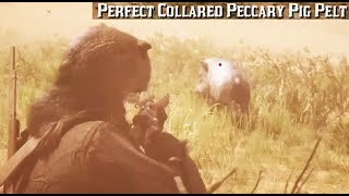 Where To Find A Peccary Pig  Red Dead Redemption 2 Perfect Pelt Location Guide RDR2 [upl. by Atinal]