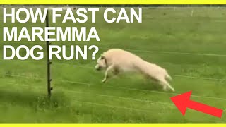 How fast can Maremma sheep dog run Livestock Guardian Dog Top Speed [upl. by Atirehc426]