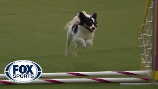 Fortune the Papillon captures 8 inch agility title on second run of the contest  FOX SPORTS [upl. by Egidio]