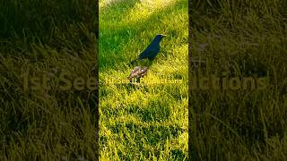 Interesting animals in the world shorts animals birds Common Grackle [upl. by Eanar]