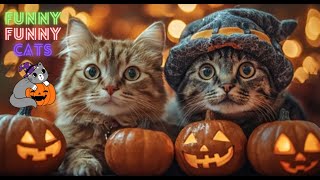 Funny Cat Videos Compilation 😹Funny Cat Videos on Youtube😹Funniest Cat Videos of All Time 😺 Part 126 [upl. by Alage]