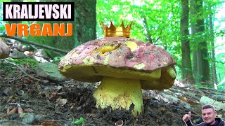 Kraljevski Vrganj  Boletus regius [upl. by Stonwin]