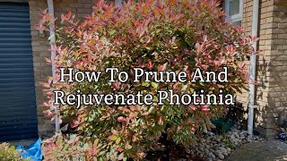 How To Prune  Rejuvenate Photinia Spring Pruning Photinia Red Robin Get Gardening [upl. by Eelrahs796]