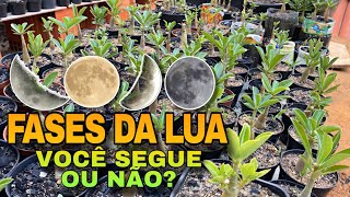 ✔️SAIBA TUDO SOBRE AS FASES DA LUA NA ROSA DO DESERTO [upl. by Ahsieyn891]