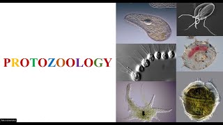 What is Protozoology [upl. by Dyke]