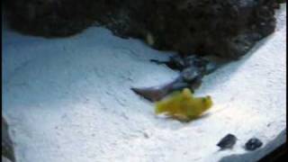 Yellow Watchman Goby and Tiger Pistol Shrimp During Feeding Time [upl. by Rosabelle]