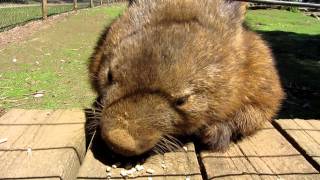 The friendly Australian wombat [upl. by Goodman]