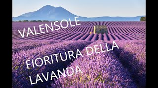 Provenza  Fioritura della Lavanda a Valensole [upl. by Slocum130]