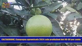 Caltagirone Campagna agrumicola 2024 e cartelle esattoriali emesse dai Consorzi di bonifica [upl. by Eelrebma296]