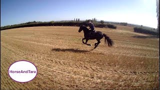 Friesian horse galloping Part one [upl. by Mather]