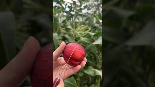 Nectarine Prunus persica Fruit Cutting Skills cuttinggarden cuttingfruit cuttingskills [upl. by Alicirp334]