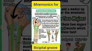 Bicipital Groove Mnemonics  Easy Tricks to Remember Muscle Insertions [upl. by Sulamith197]