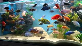 African Cichlid 100 Gallon Tank Update 28614 [upl. by Fisoi]