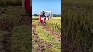 chain harvester machine price in India shorts harvester kheti [upl. by Ajiat]