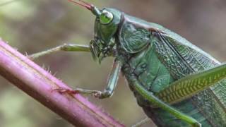 Forktailed Bush Katydid  Female Scudderia fucata [upl. by Benzel]