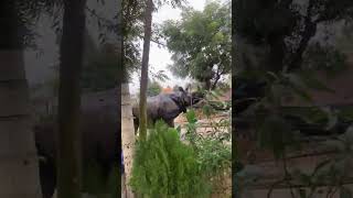 Gahida aatanka 🦏 🦏 village rhino attacknepal shortvideoyoutubeshorts comment [upl. by Lamori]