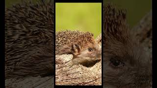 European hedgehog in an abandoned garden near the forest shorts [upl. by Einaffets]