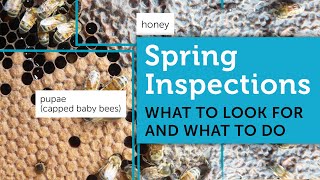 Spring Beekeeping for Beginners  How to Inspect a Beehive in Spring [upl. by Gretel]