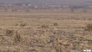 Hunting Coyote in Colorado with Huge Sniper Rifle [upl. by Milman]