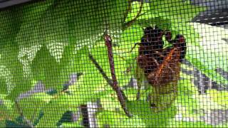 thelopecom  Brood XIX M tredecim cicada courting calls and mating part 2 [upl. by Akiehs804]