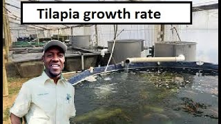 FARMED Tilapia GROWTH growth rate  How fast do tilapia grow [upl. by Arinayed]