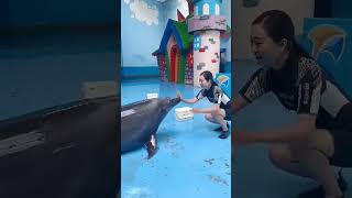 Dolphin lover ❤️❤️😍।। viral shorttreanding reel [upl. by Annairam]