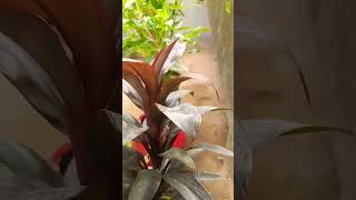 Plant of cordyline 🪴🪴🪴 shashigarden gardening ytshorts [upl. by Annavas]