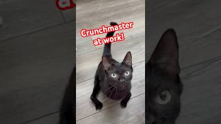 Crunchmaster at work 🍪🐾Meanwhile Jack tries to grab a bite too treattime blackcatshortsvideo [upl. by Divine]