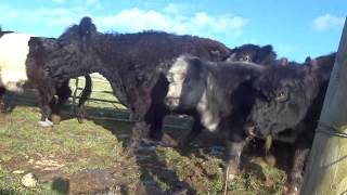 Moving galloway cattle back to the yard [upl. by Etty]