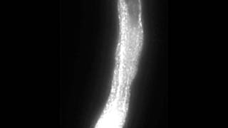 Polar Cell Growth Machinery in Pollen Tubes Supplemental Video 3 [upl. by Brittaney]