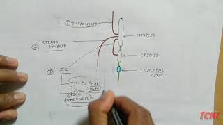 Thyroid Gland Relation  TCML [upl. by Winnie]