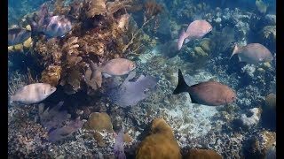 Sol Rio De Luna Y Mares Snorkling [upl. by Ees]