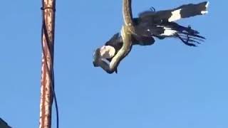 A currawong vs carpet python in Kingscliff Australia [upl. by Haran]