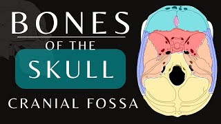 Cranial Fossa Anatomy  Bones of the Skull  Anatomy and Physiology skull shorts [upl. by Ahtnicaj]