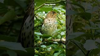 Handsome Song Thrush perched at eye level [upl. by Nuy798]