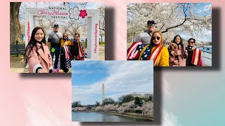 National Cherry Blossom Festival Washington DC  Cherry Blossom in Washington DC [upl. by Rol903]