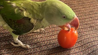 ★SSMM★ is live Tomato 🍅 Parrot 🦜Breakfast Favourite Breakfast 🤗 [upl. by Yelhak982]