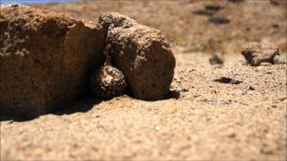 Copiapoa Tenuissima I Small cactus of Chile [upl. by Ierdna]