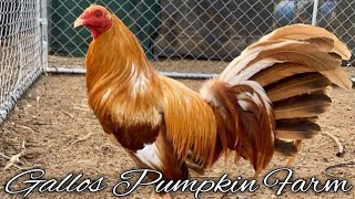 GALLOS PUMPKIN FARM  Tulare California [upl. by Nawram]