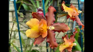 「21410」齿文兰【兰花词典7】Odontocidium Catatante Kilauea Karma 齿文兰属 【 静姐说花】 [upl. by Dressler]