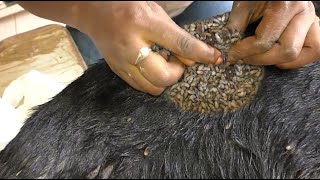 Help Dog Remove maggot from dog skin Ep37 [upl. by Nayd]