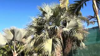 Comparing Bismarkia Nobilis and the Sonoran Blue Palm Brahea Clara [upl. by Dickerson]