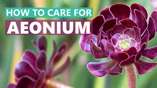 BEST TIPS HOW TO CARE FOR AEONIUM SUCCULENT PLANTS [upl. by Boorman689]