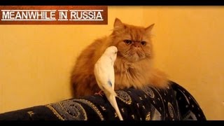 Parrot Relentlessly Annoying Cat [upl. by Nats918]